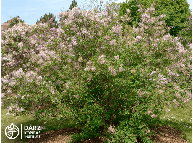 Syringa × chinensis   'Bicolor'